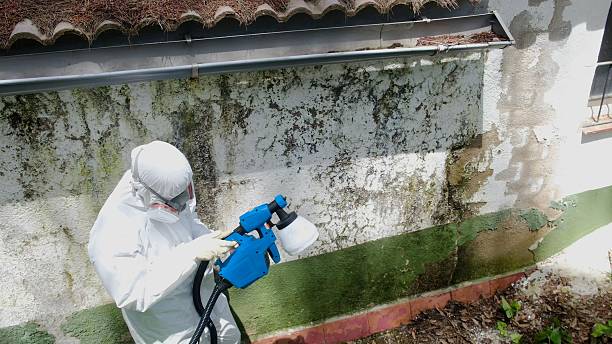 Mold Removal service in Clifton